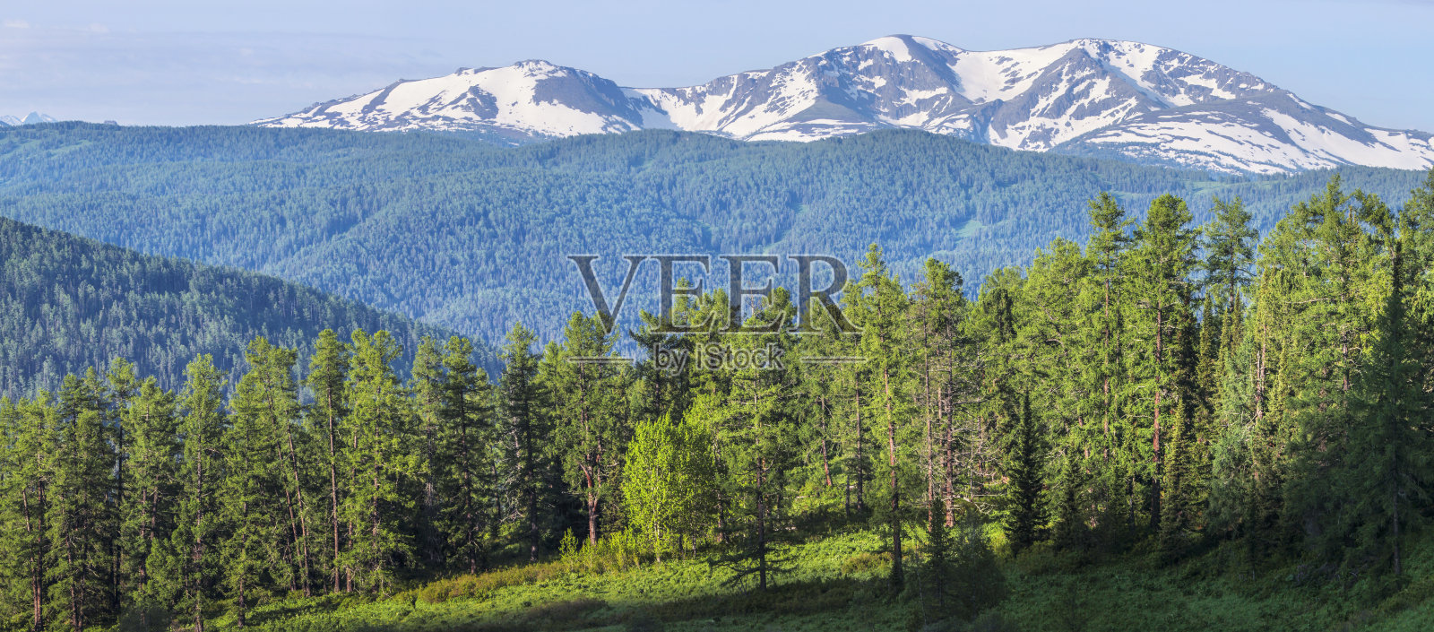 美丽明亮的风景。夏日的森林和山顶的积雪。照片摄影图片