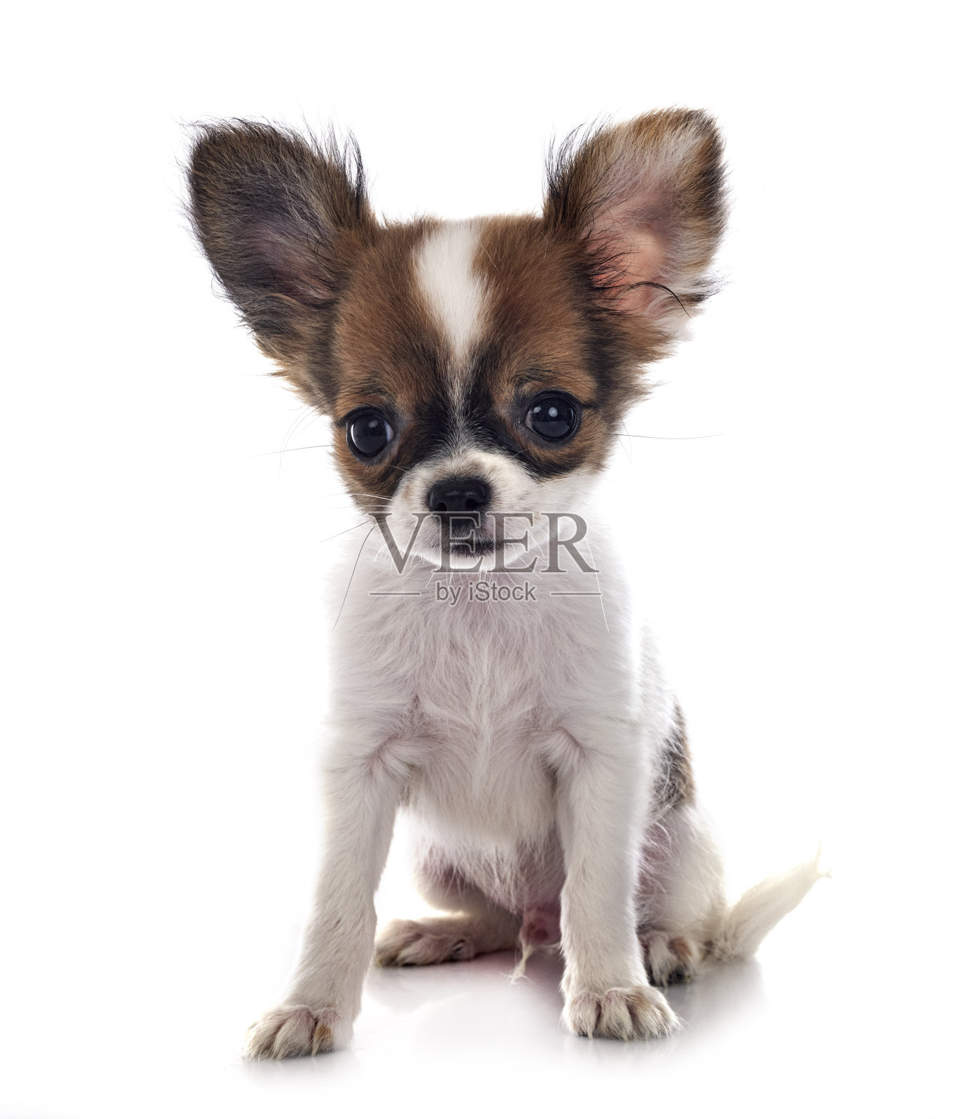 小吉娃娃照片摄影图片