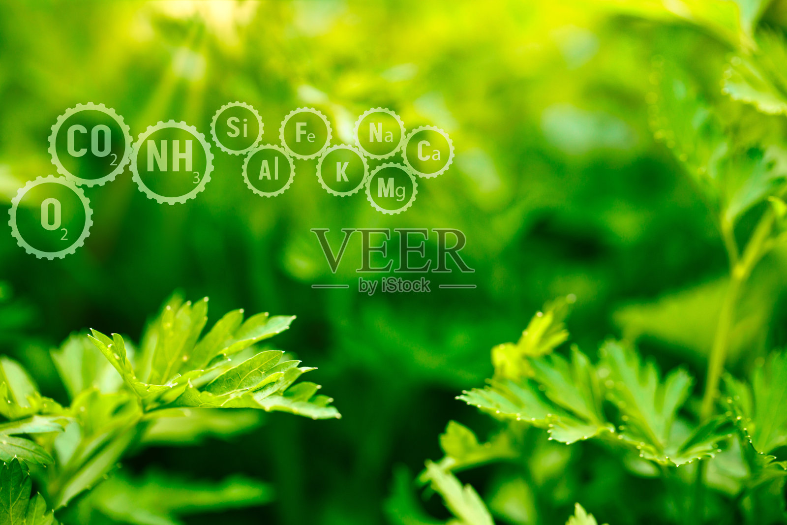 含有微量元素的齿轮是土壤中的营养物质,能使秧苗丰盈健康。植物土壤组成中的化学元素照片摄影图片