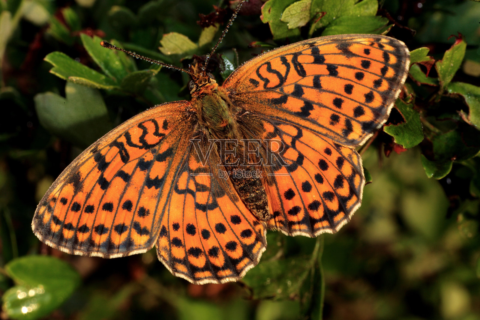 发现贝母蝴蝶照片摄影图片