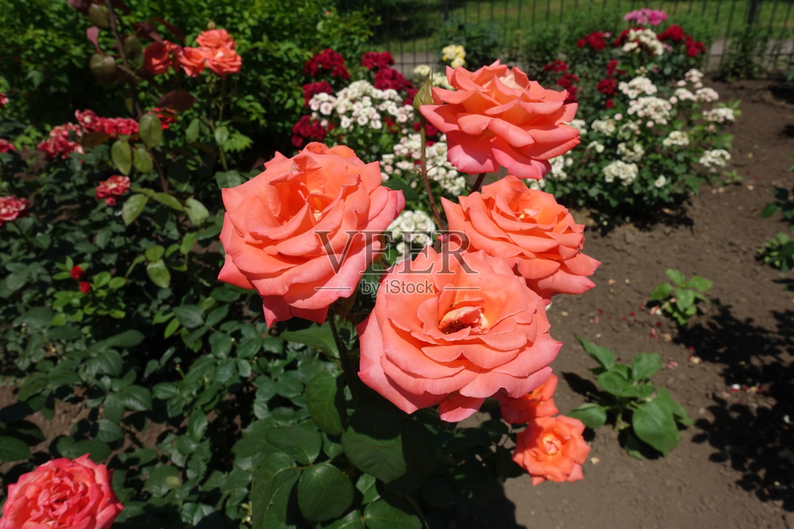 六月中旬的一组橙红色玫瑰花照片摄影图片