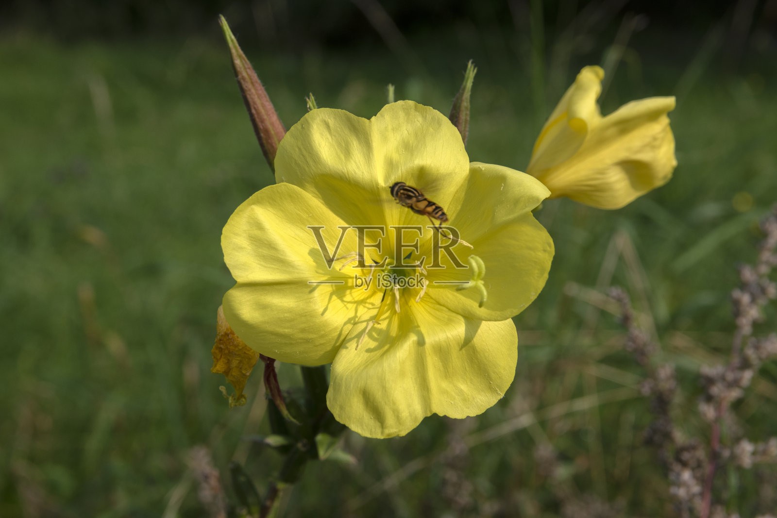 荷兰阿姆斯特丹的黄海葵与蜜蜂的特写照片摄影图片