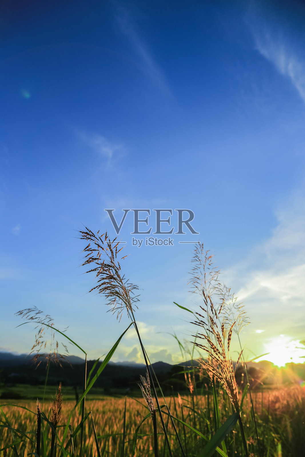 美丽的日落和草花照片摄影图片