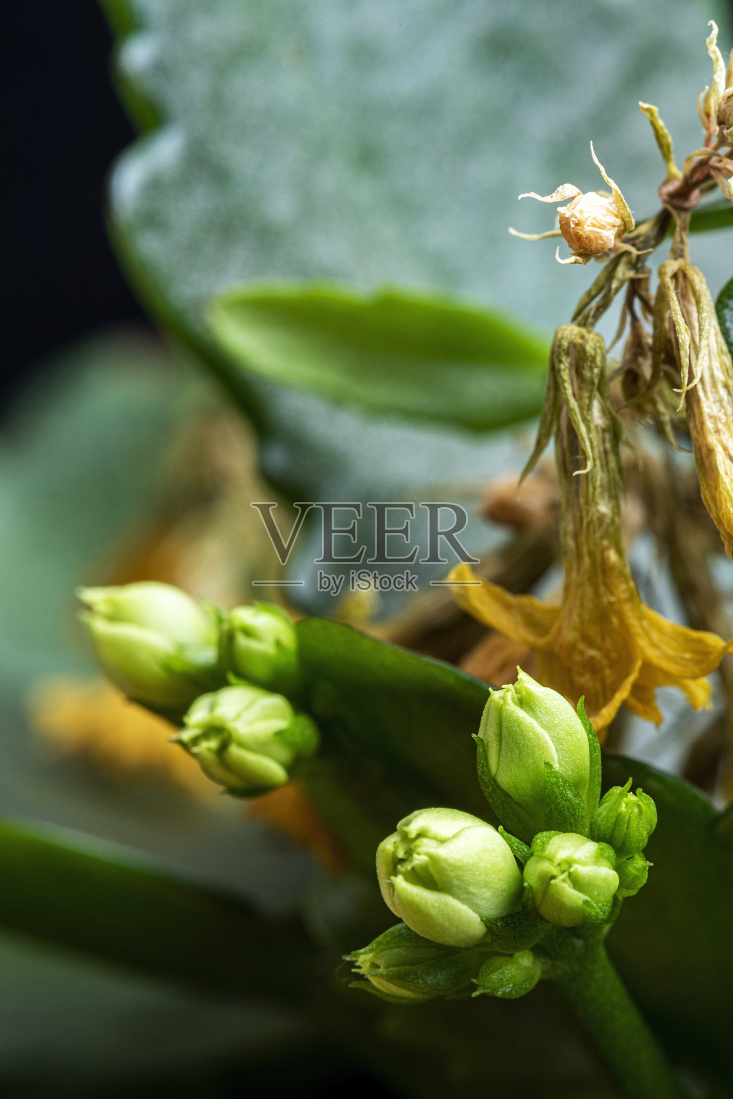 极度特写枯萎的黄色kalanche花照片摄影图片