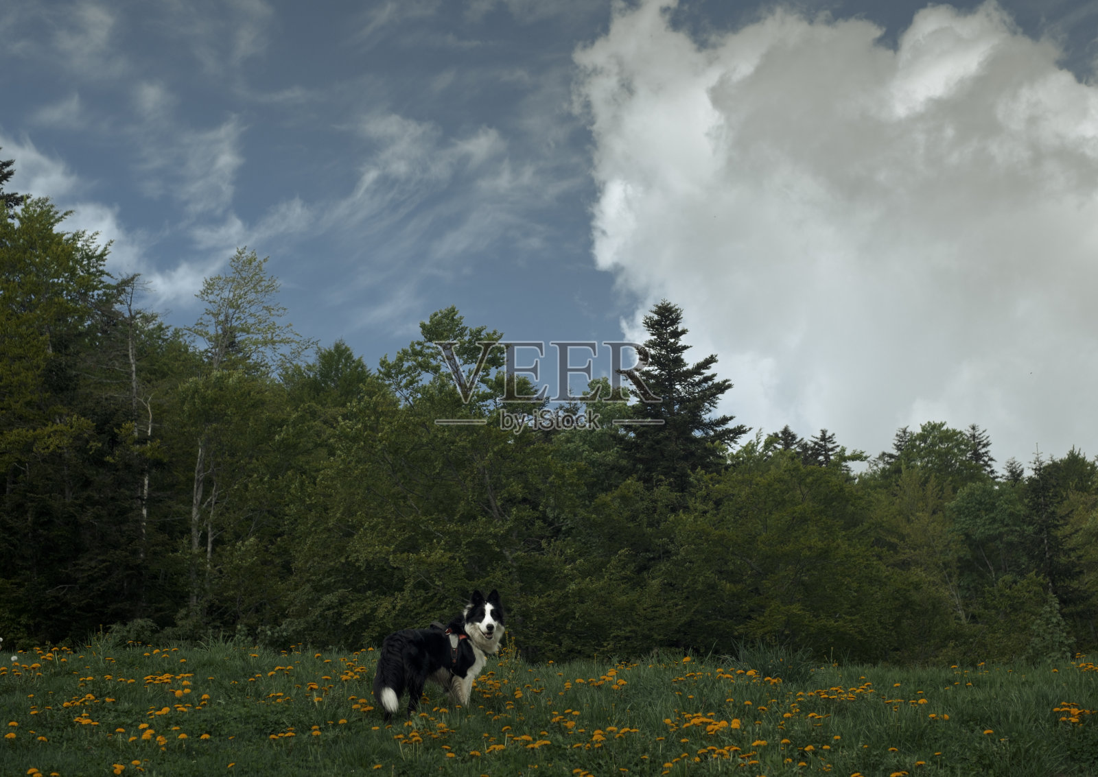 边境牧羊犬站在山上的草地上照片摄影图片