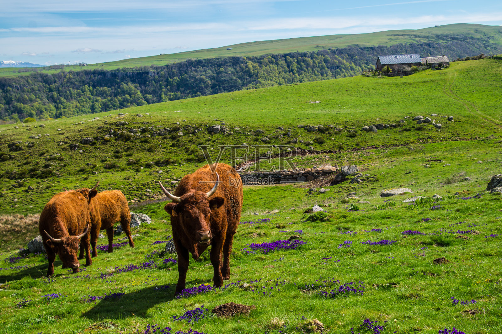 公园自然奥弗涅照片摄影图片