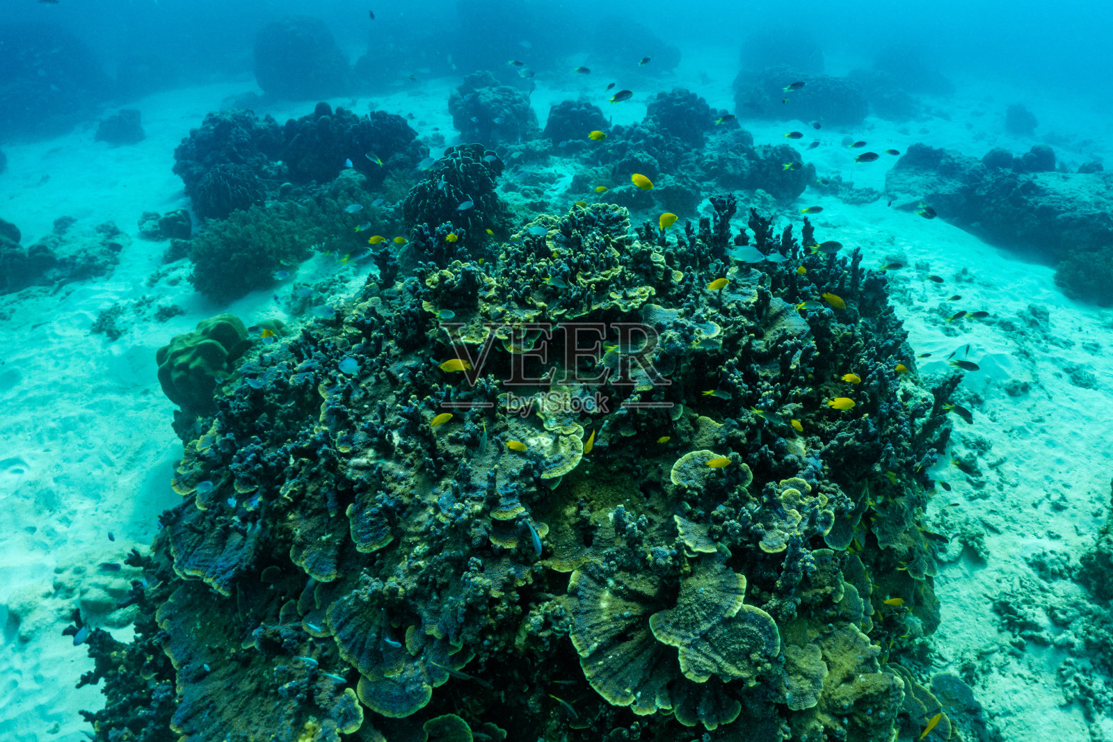 水下有珊瑚礁和鱼类;phi phi岛;泰国。照片摄影图片