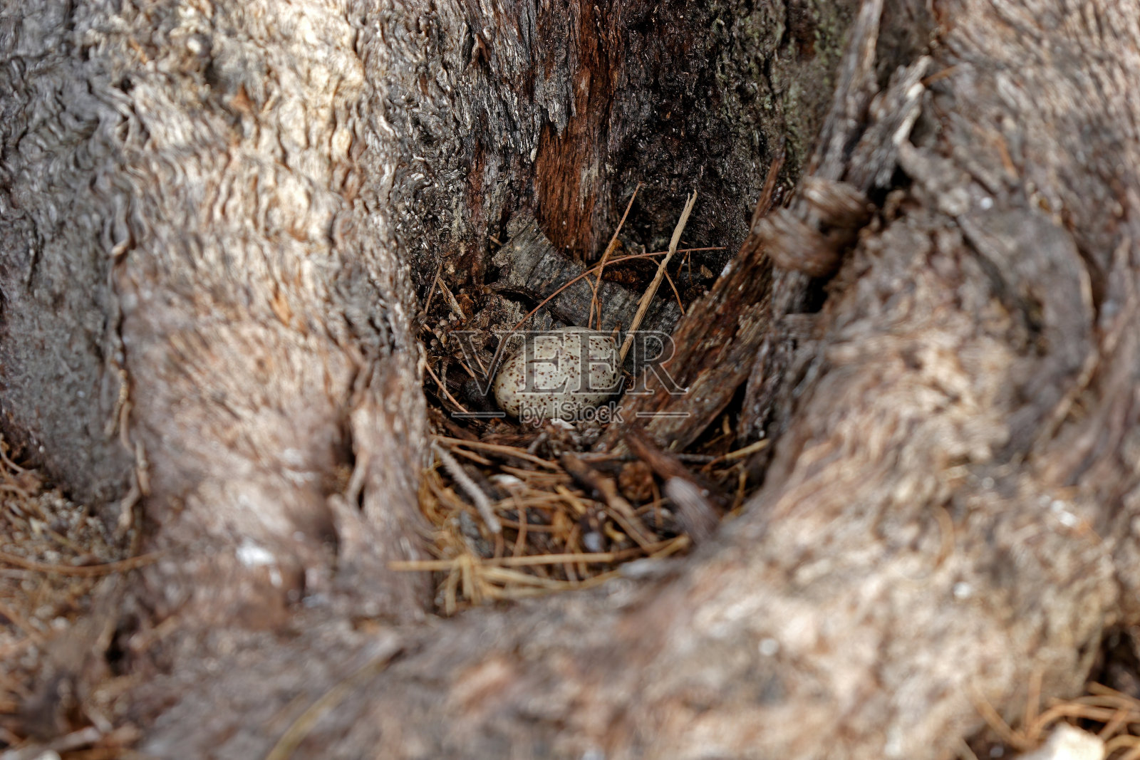 停滞的燕鸥照片摄影图片