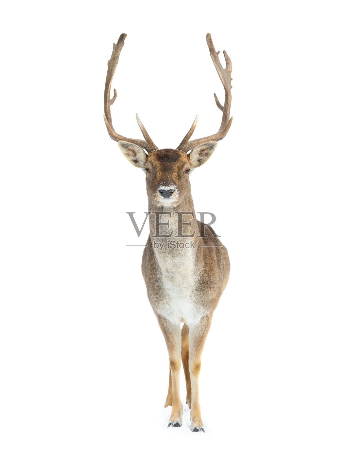 鹿孤立地站在白色背景的雪中照片摄影图片