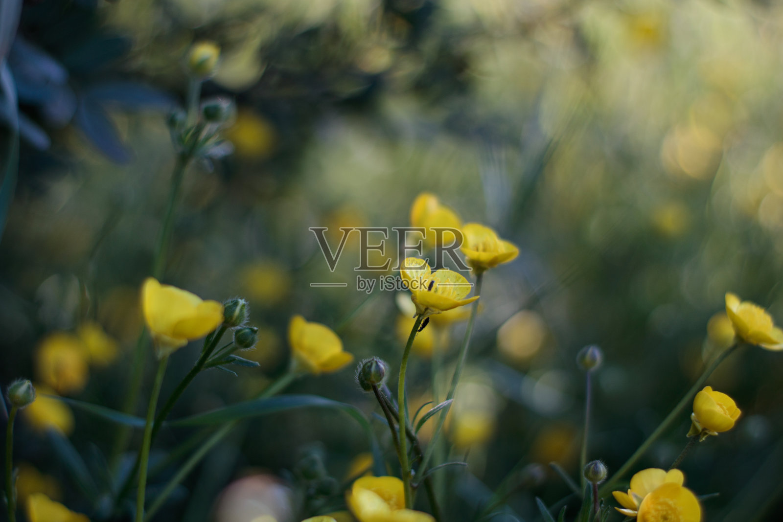 黄色野花的特写照片摄影图片