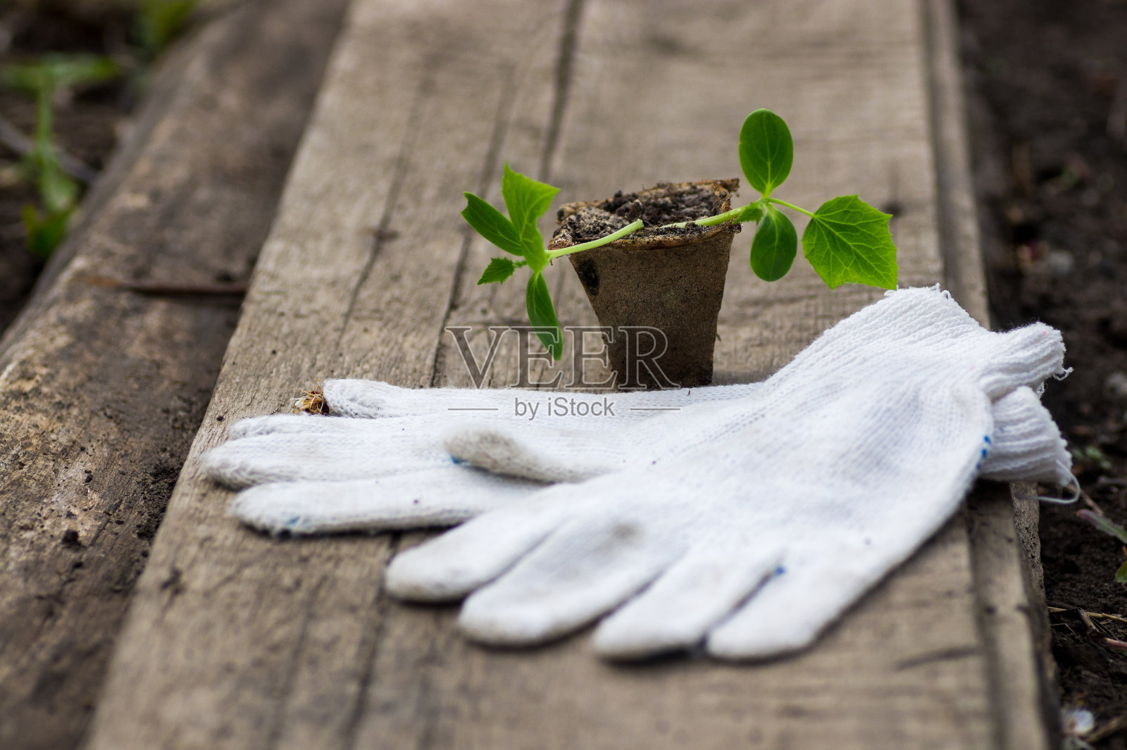 小黄瓜照片摄影图片