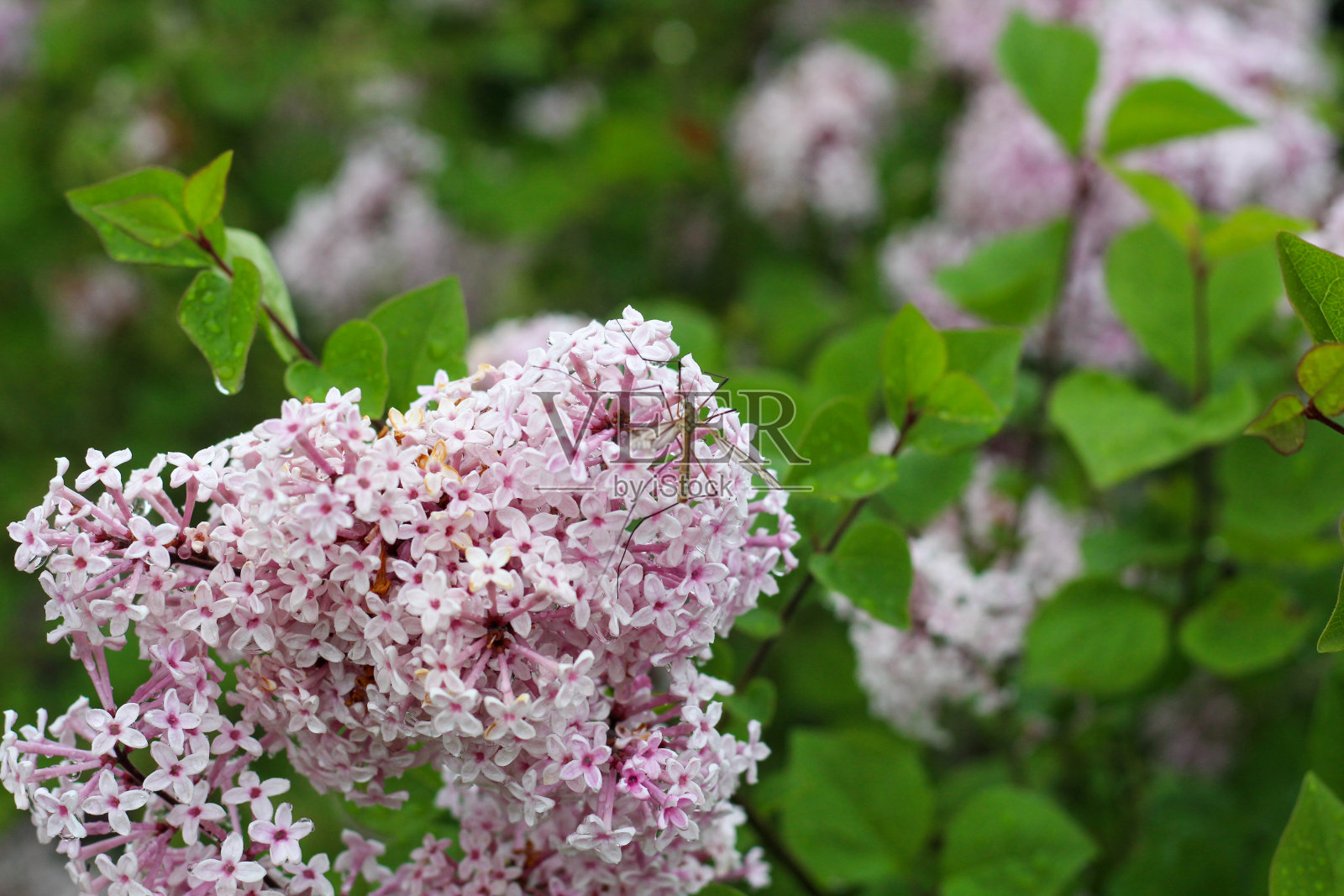 淡紫色的雨滴照片摄影图片