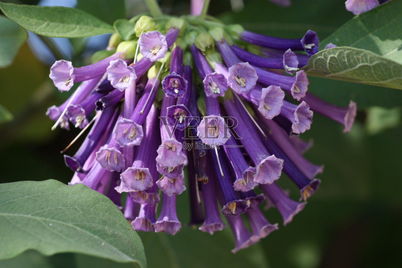 以色列花园中美丽的紫色花树照片摄影图片
