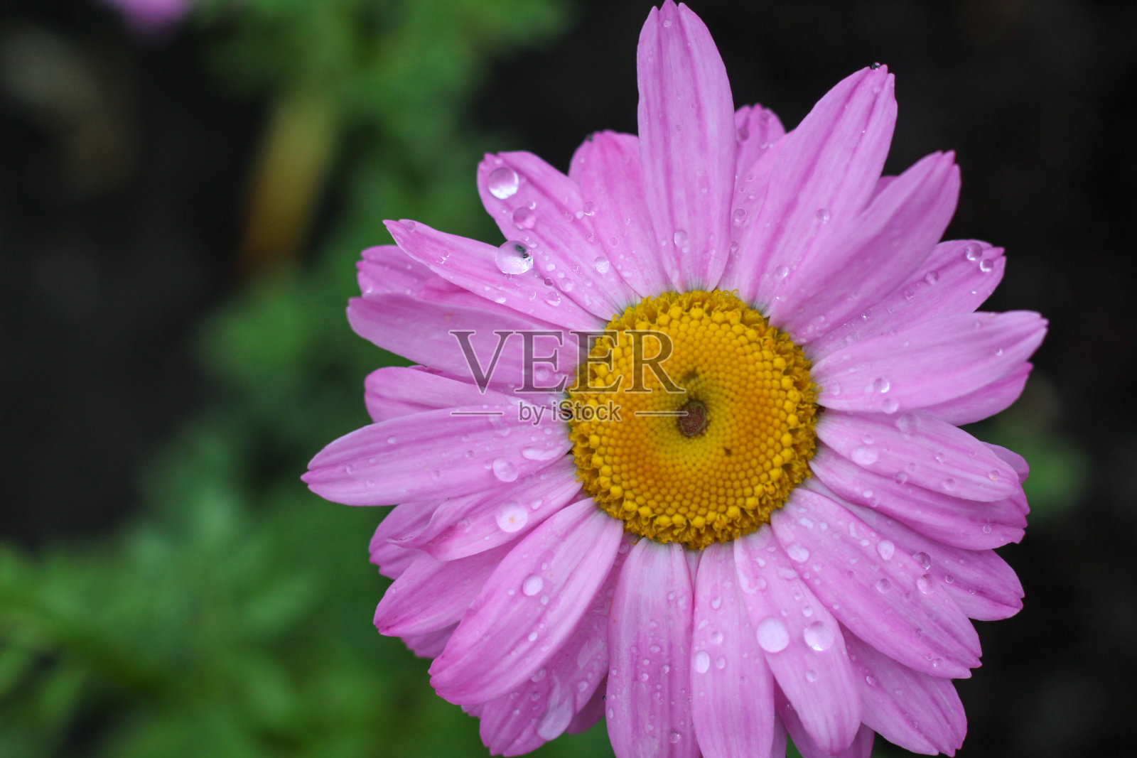 花与雨滴照片摄影图片