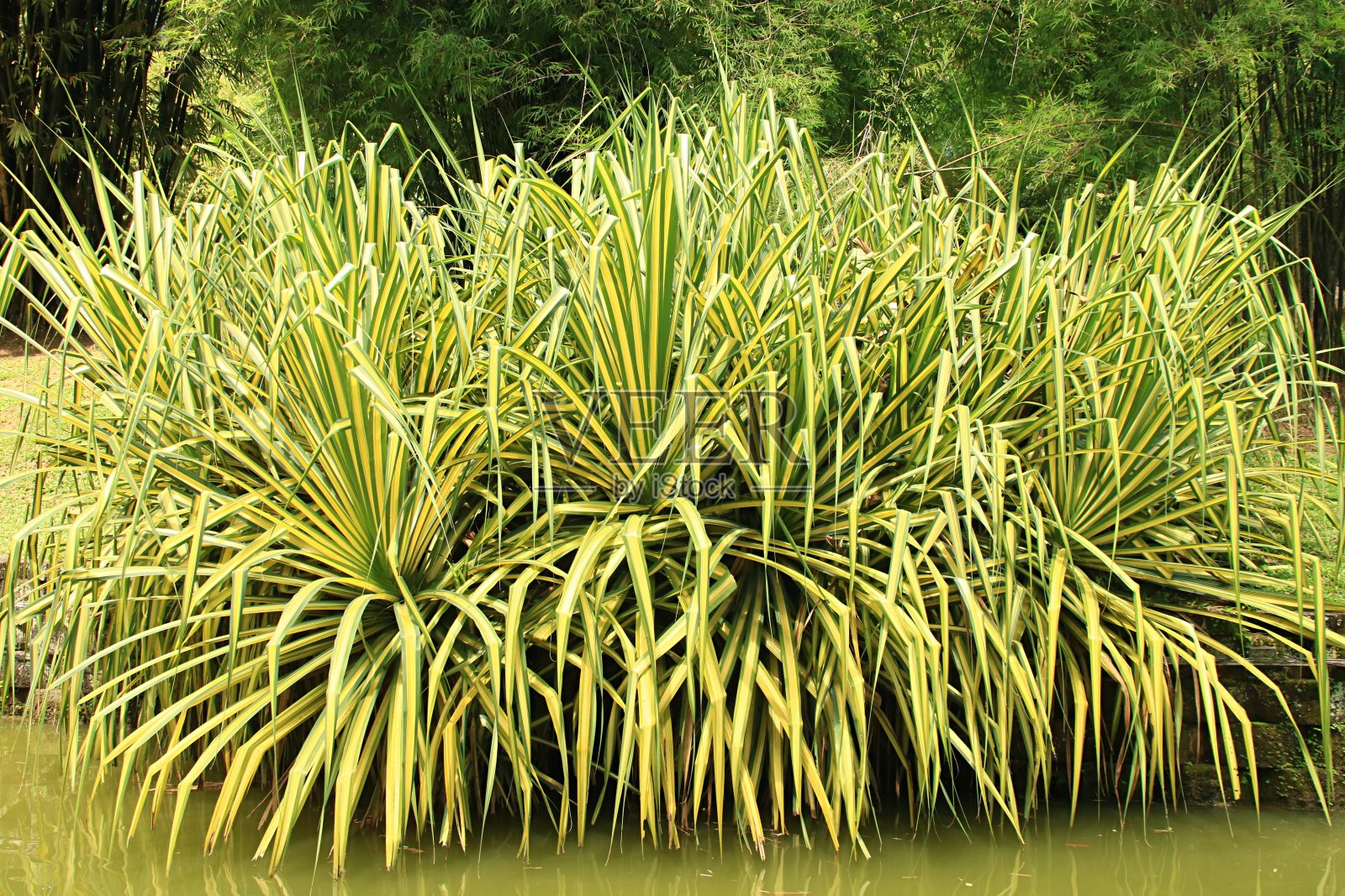 露兜-螺丝松照片摄影图片