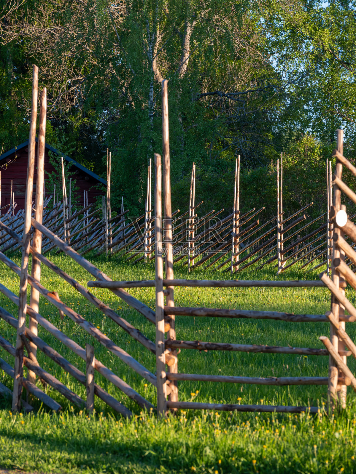 传统的芬兰木棒击剑/尖桩击剑。照片摄影图片