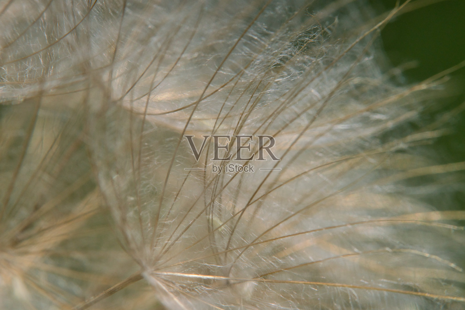 一个蒲公英种子在夏天的特写照片摄影图片