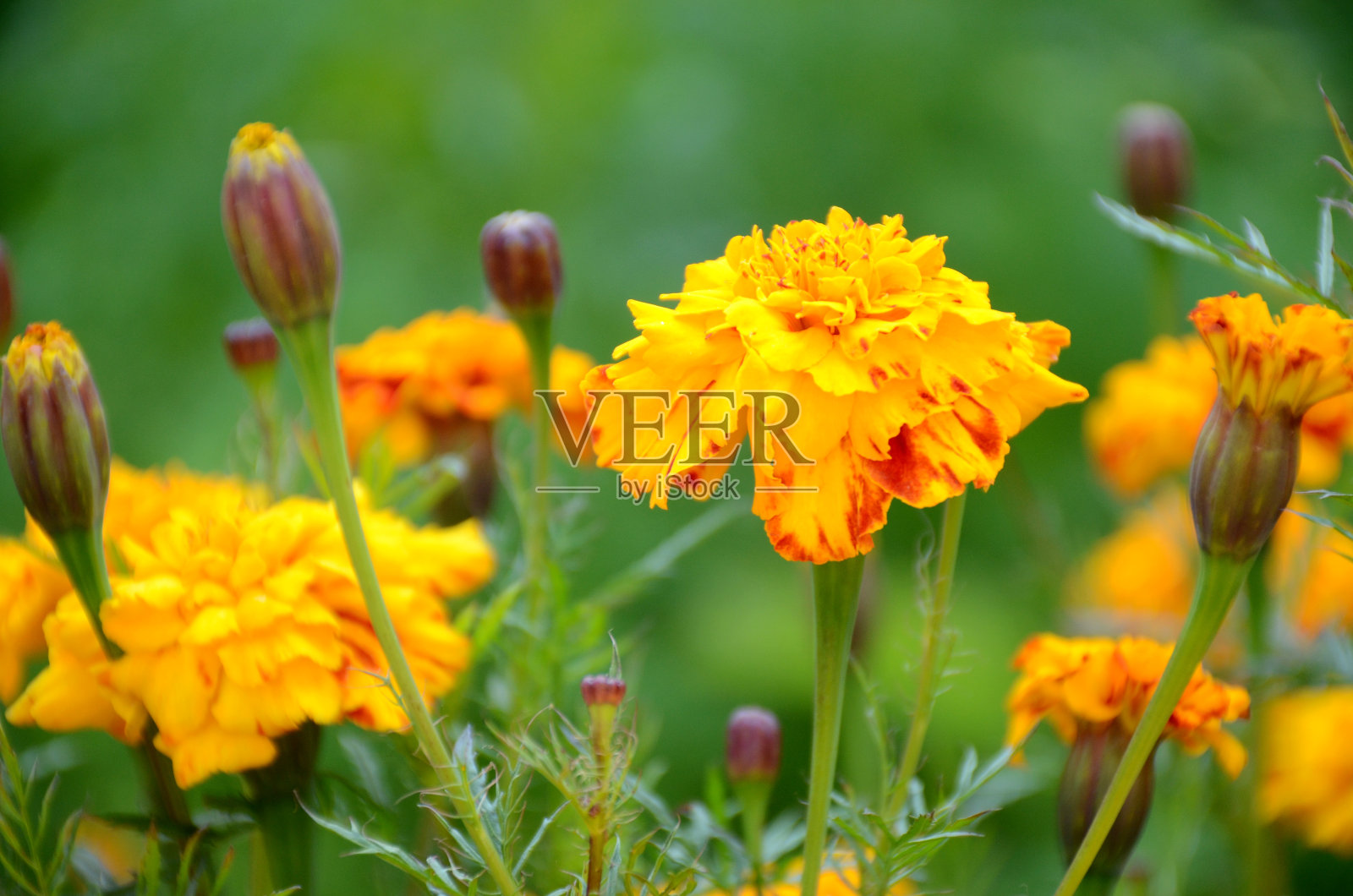 花园里的红黄金盏花带着叶子。照片摄影图片