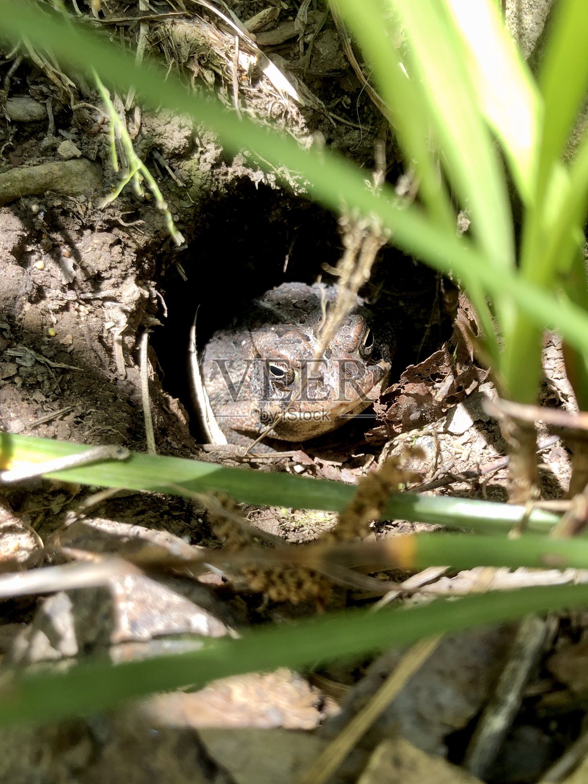 洞里的蟾蜍照片摄影图片