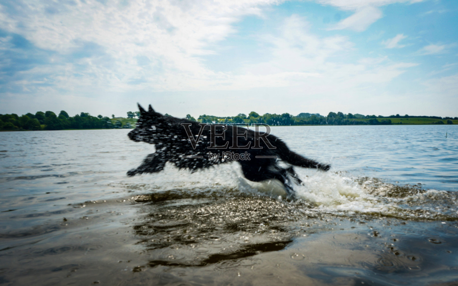一只强壮的黑色德国牧羊犬在河里玩耍照片摄影图片