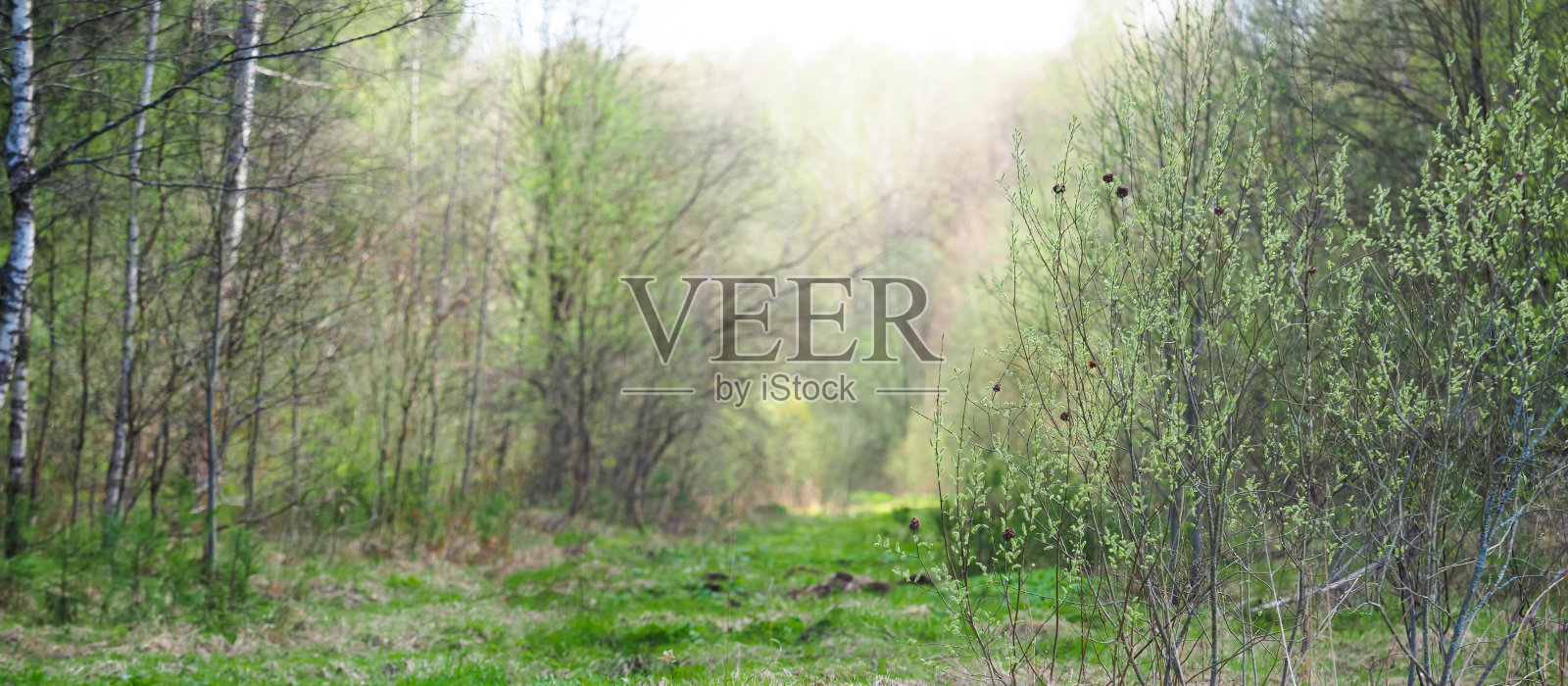 早春森林,全景,阳光明媚。森林空地照片摄影图片