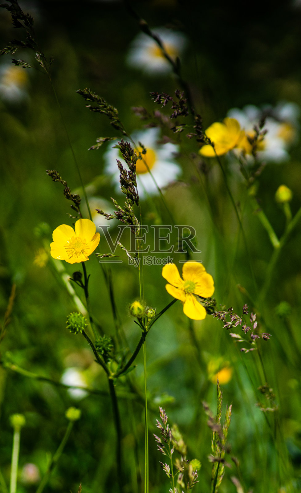 夏天野生草地照片摄影图片