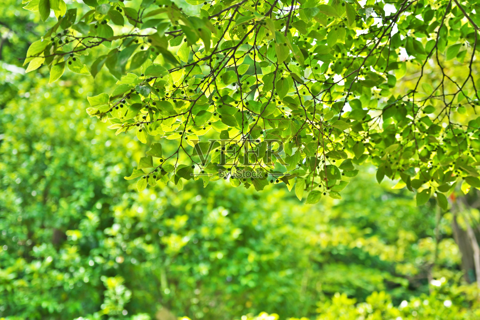 小叶朴照片摄影图片