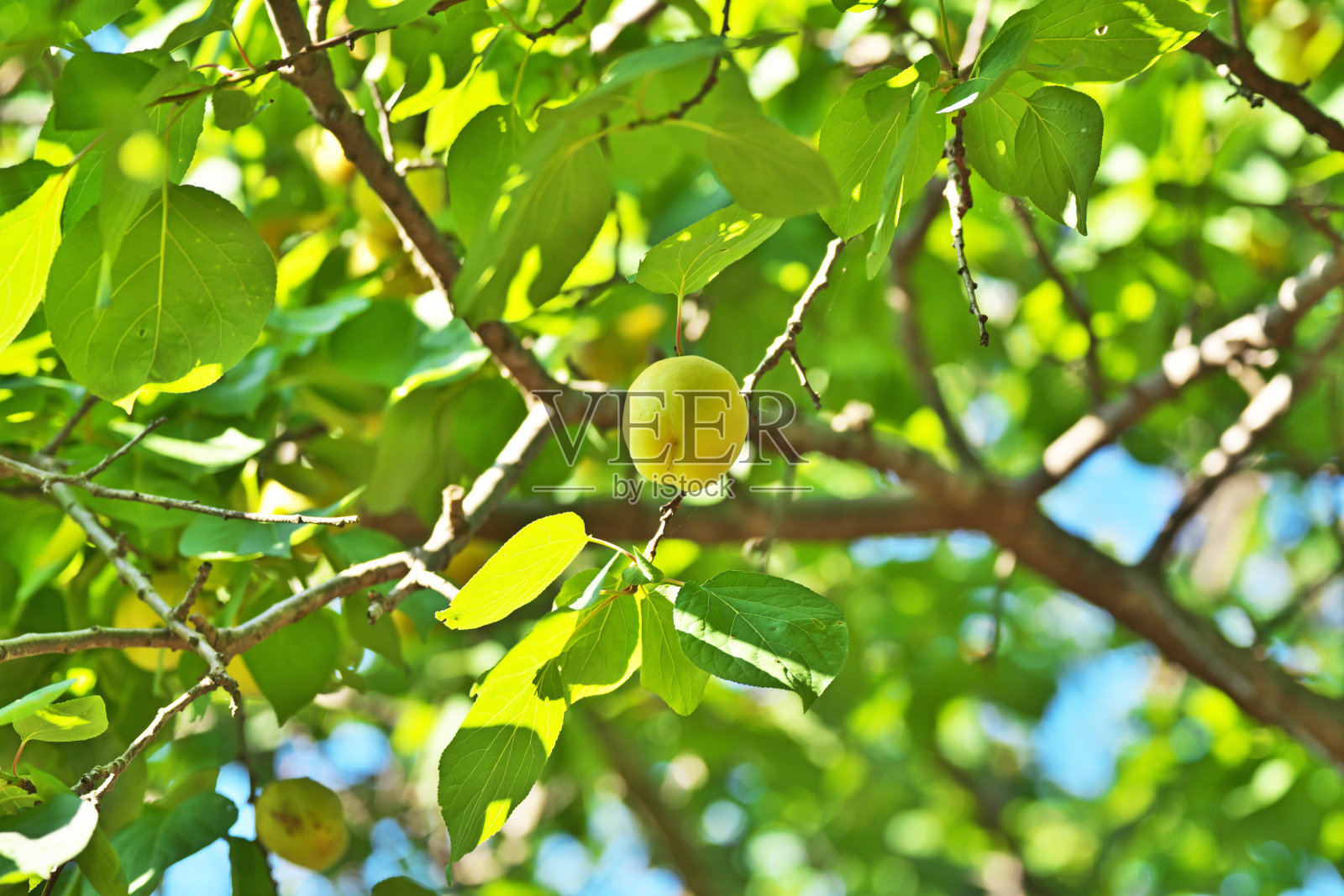 杏照片摄影图片