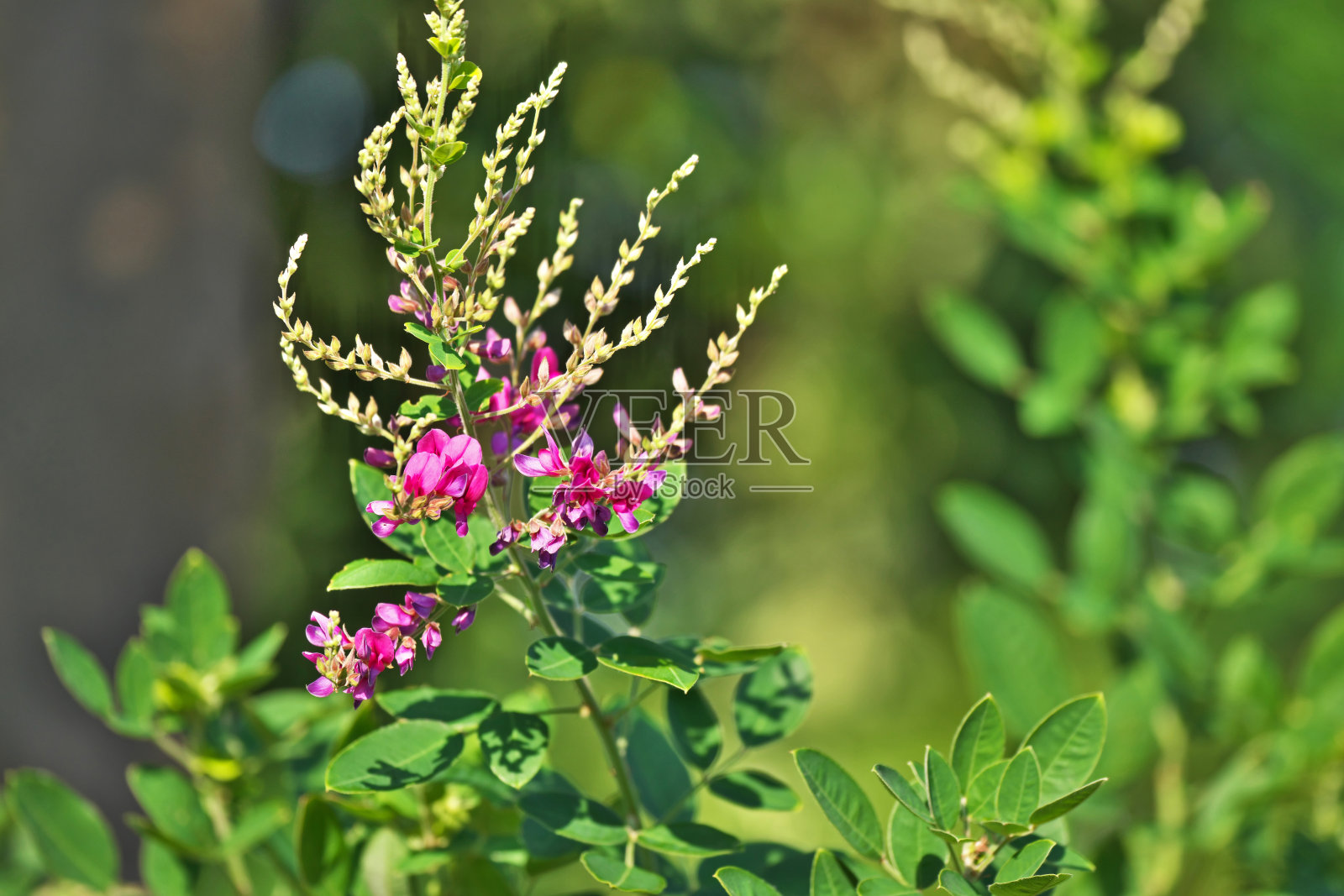 多花胡枝子照片摄影图片