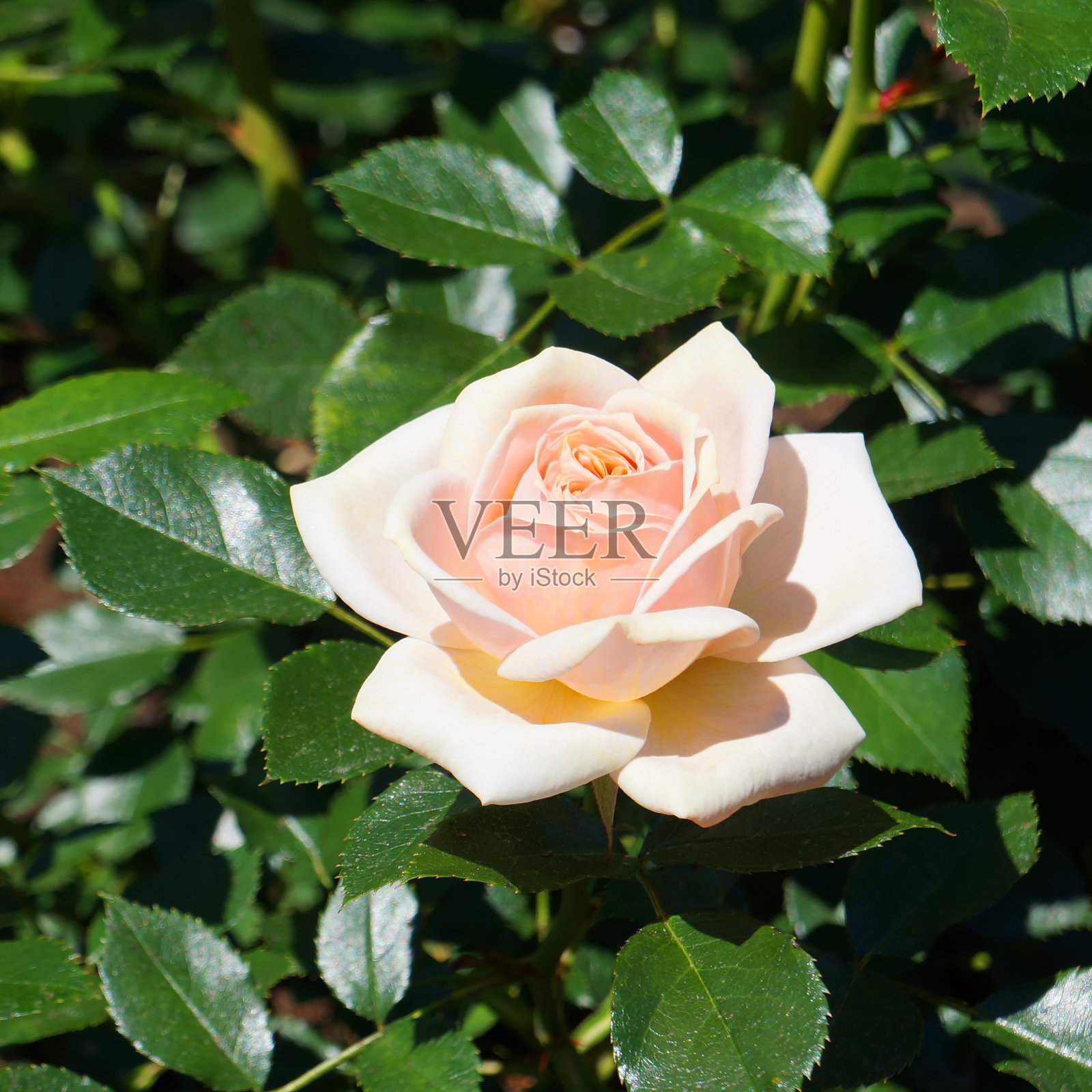 生长中的玫瑰丛上的玫瑰花。照片摄影图片