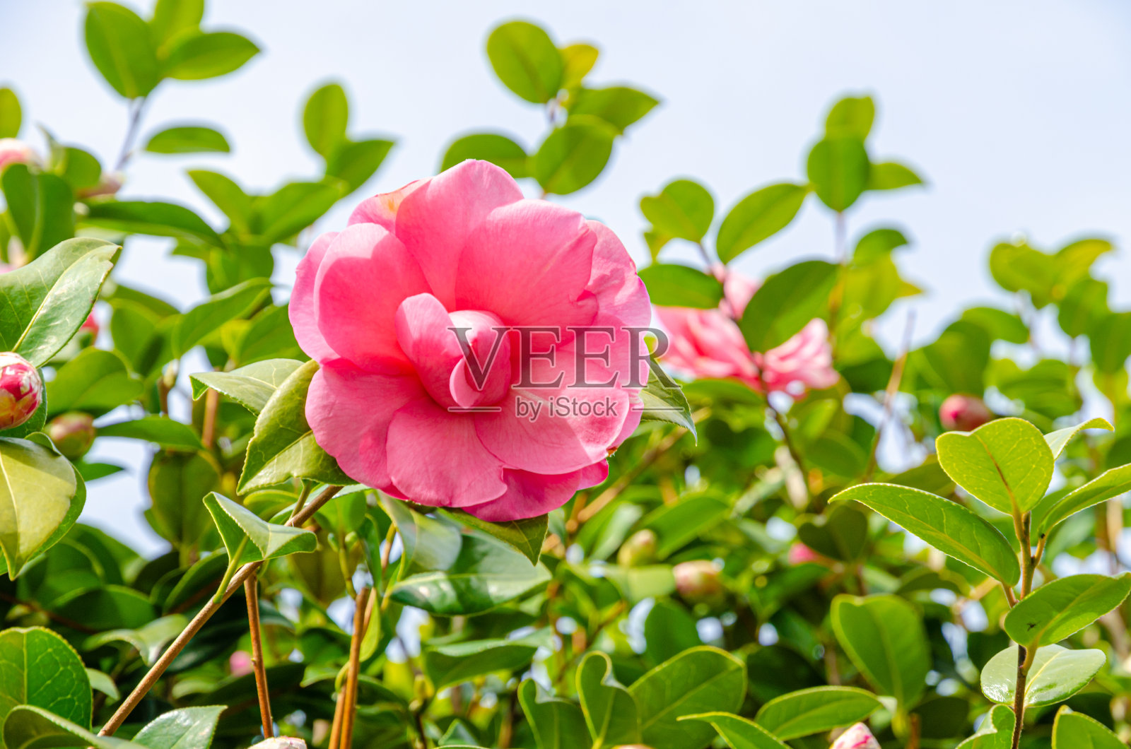 粉红色的杜鹃花花瓣照片摄影图片