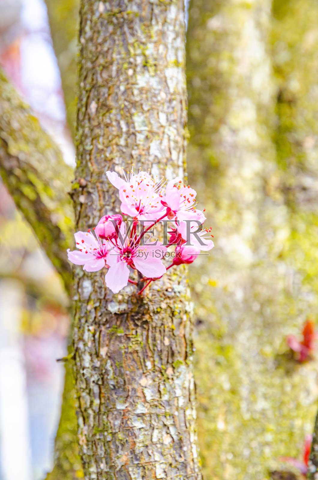 樱花正在盛开!照片摄影图片