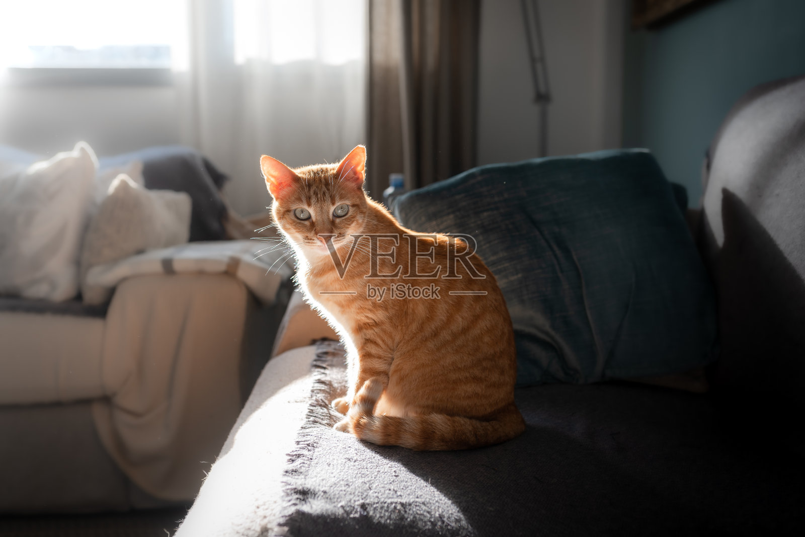一只绿眼睛的棕色虎斑猫坐在窗户下的沙发上,看着镜头照片摄影图片