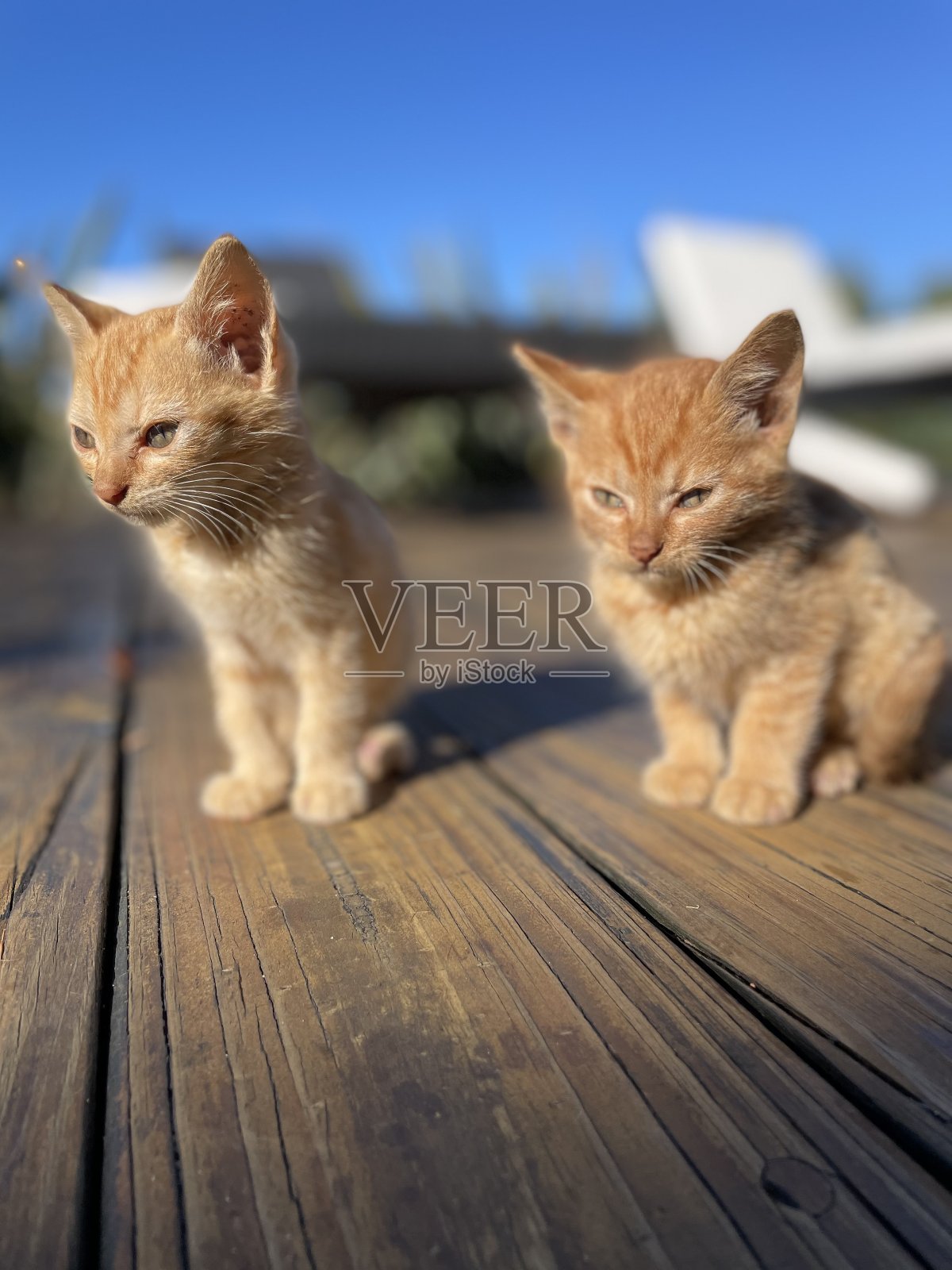 阳光下的小猫照片摄影图片