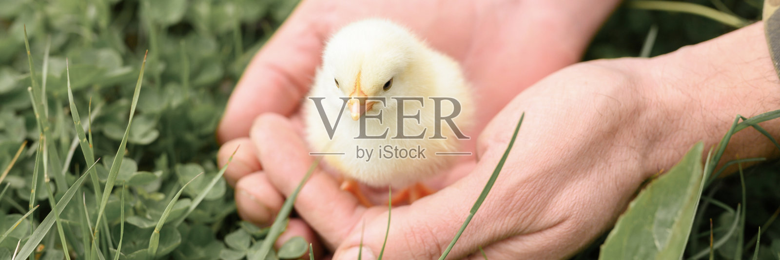 可爱的小黄鸡宝宝在农夫的手中,在绿色的草地上。横幅照片摄影图片