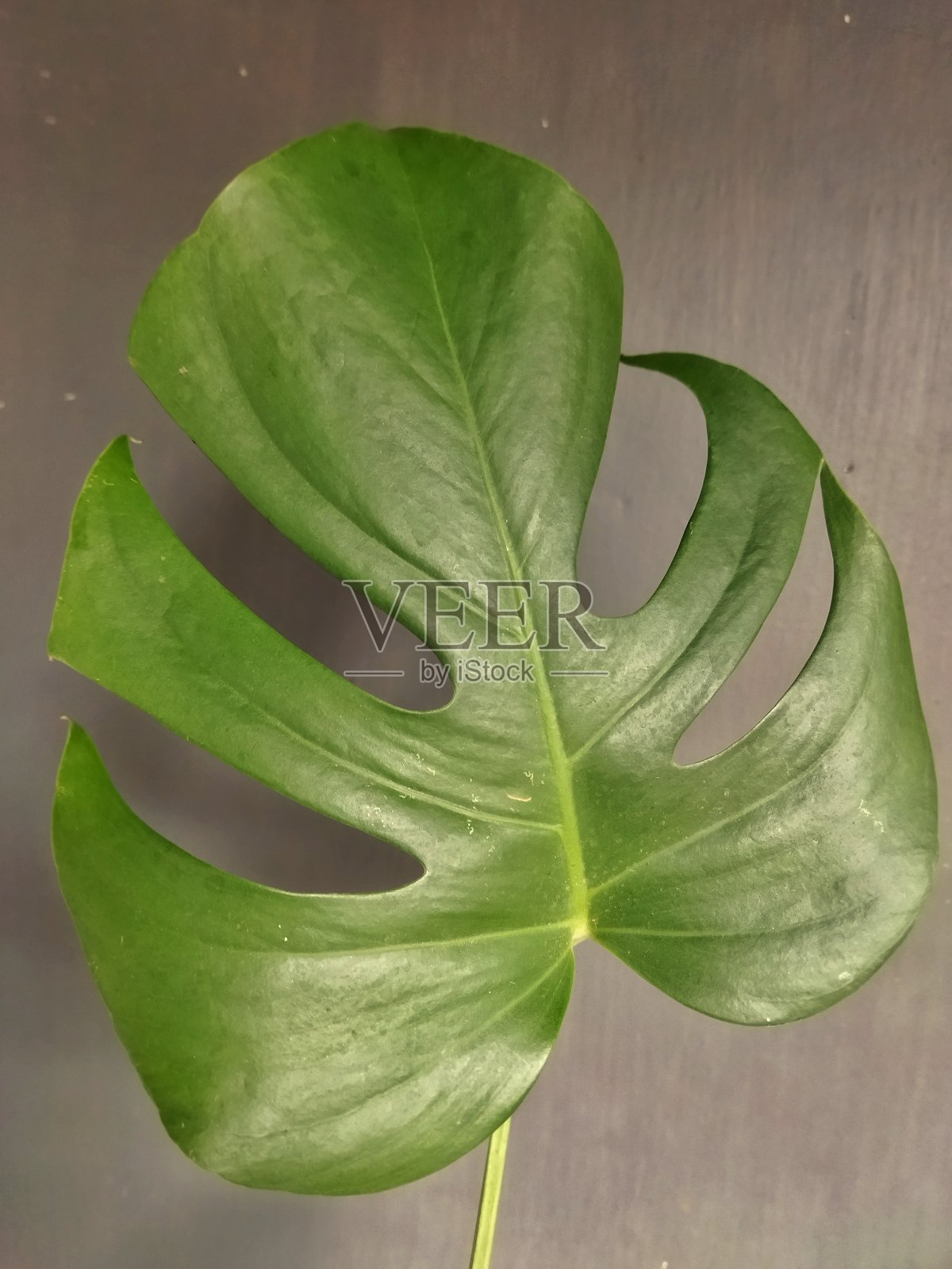 蓬莱蕉大叶照片摄影图片