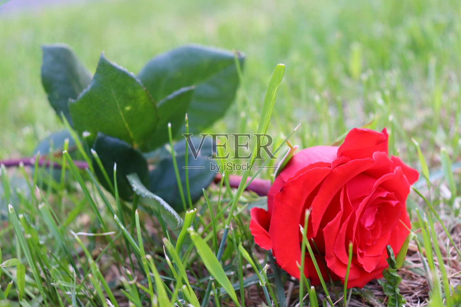 红玫瑰照片摄影图片