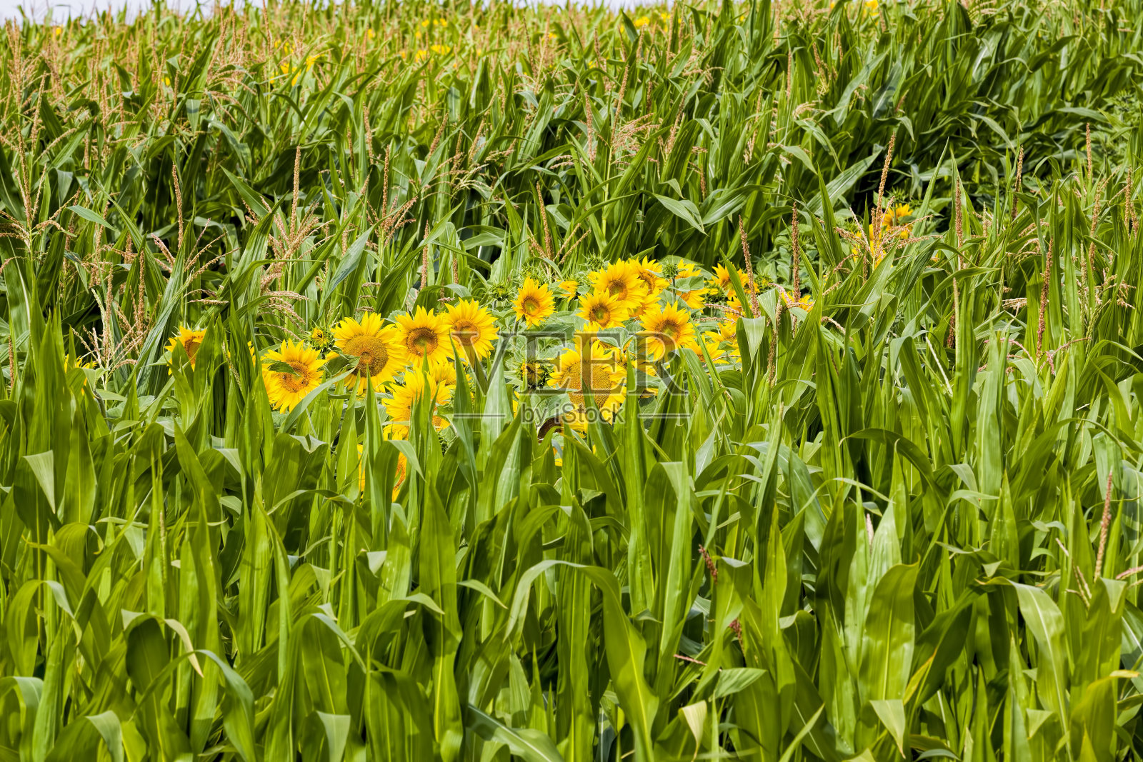 明亮的向日葵和玉米,特写照片摄影图片