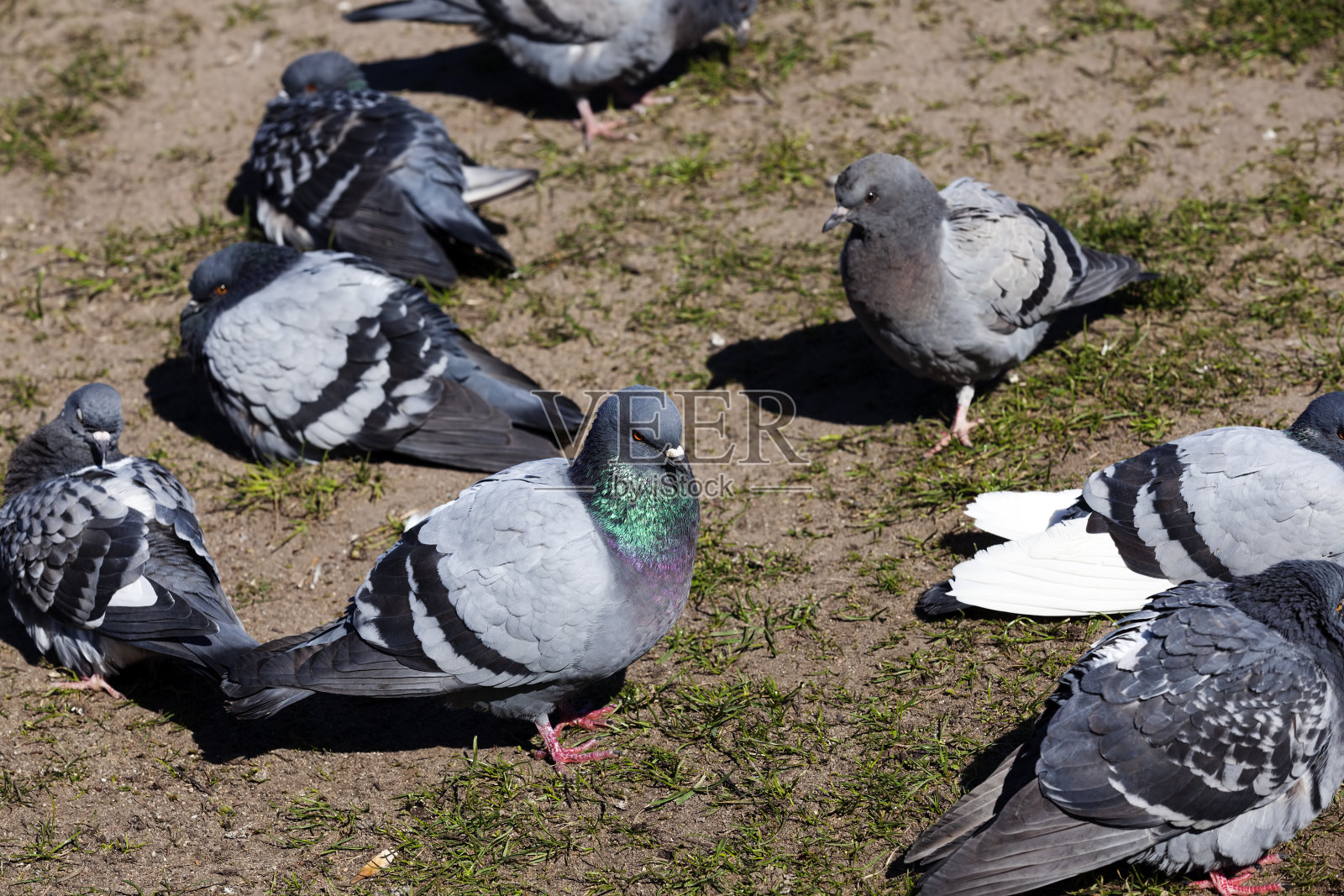 饥饿的鸽子住在城市里照片摄影图片