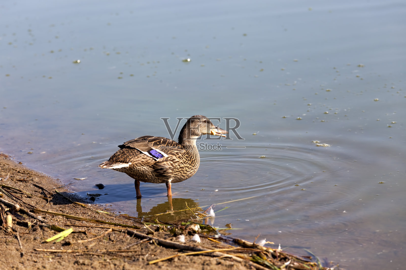 夏季或春季的野生野鸭照片摄影图片