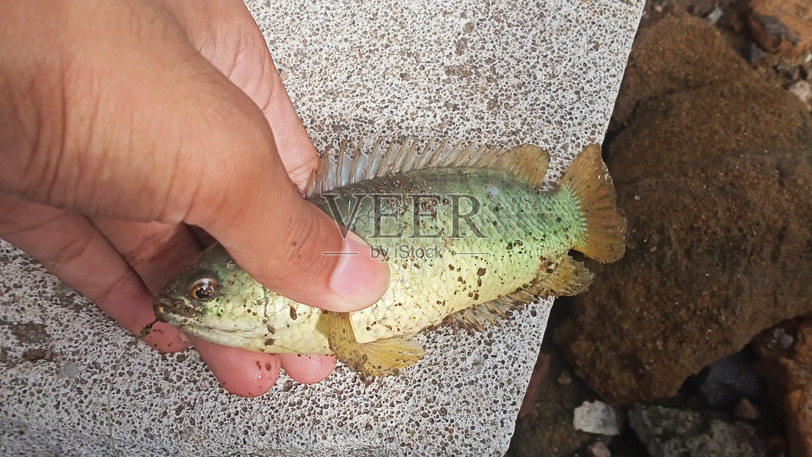 bethik鱼照片摄影图片