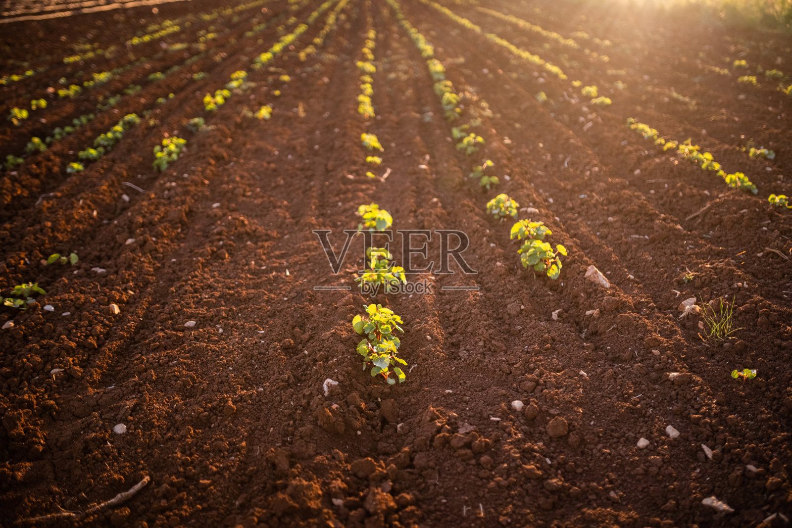 秋葵的植物照片摄影图片
