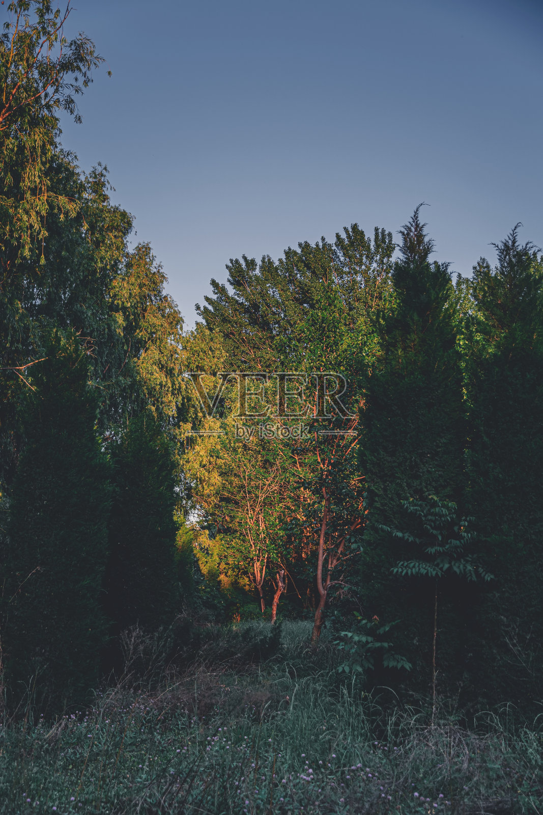 日出时的森林照片摄影图片