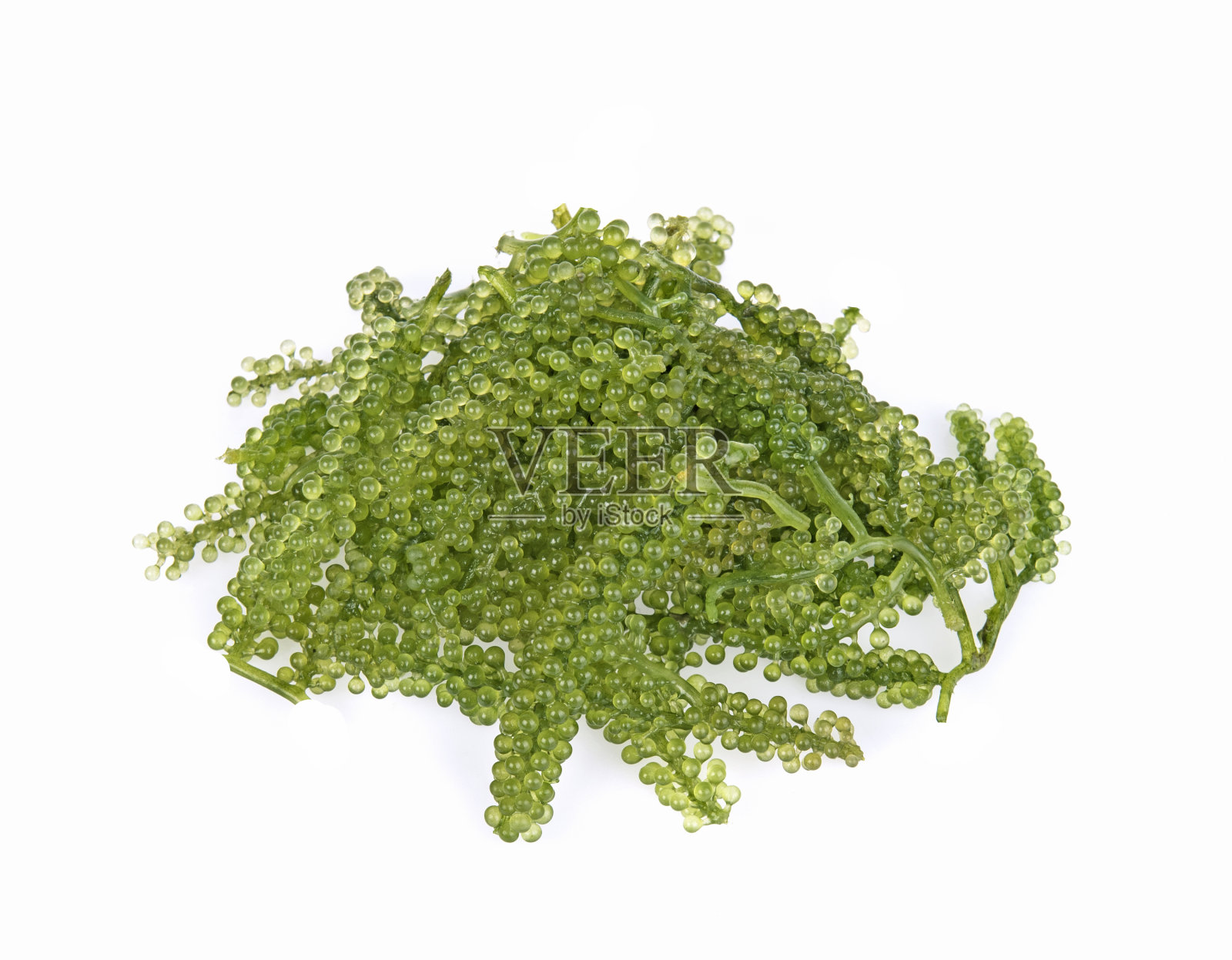 海葡萄孤立在白色的背景照片摄影图片