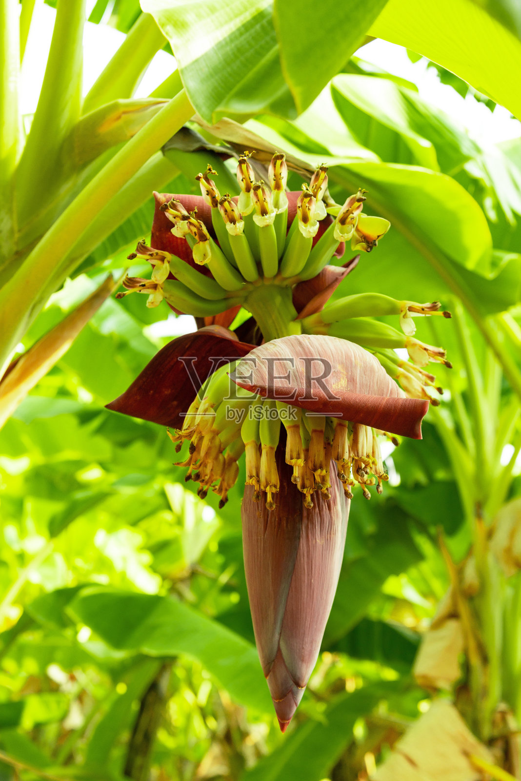 香蕉花,照片摄影图片