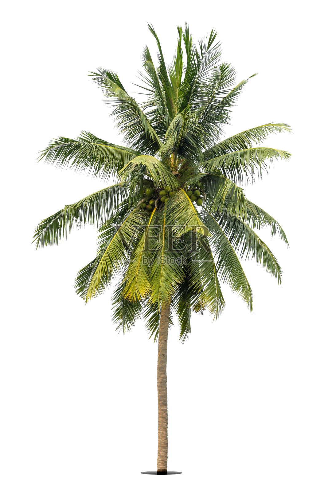 白色背景上孤立的椰子树照片摄影图片