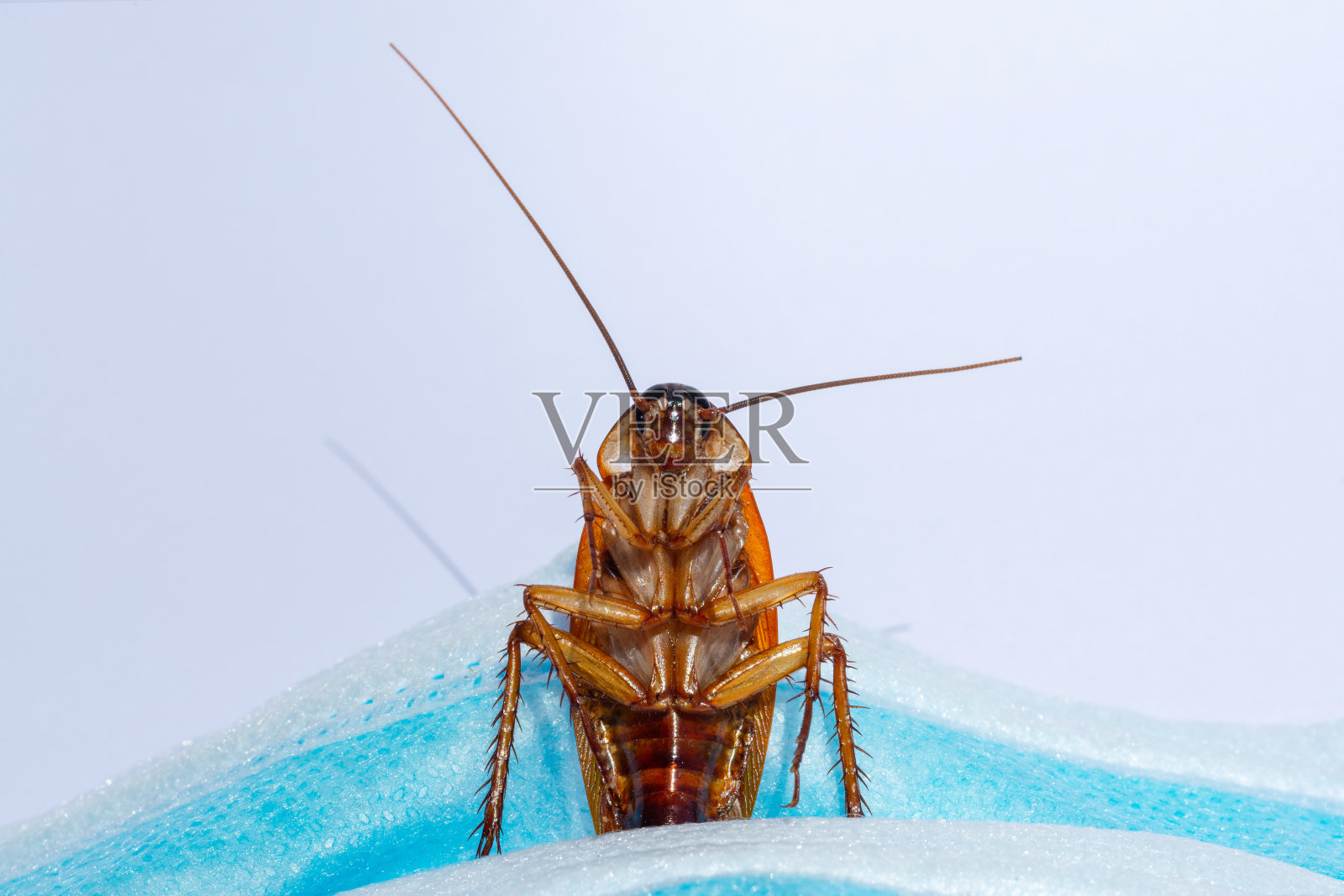 有蟑螂贴口罩,消毒防照片摄影图片