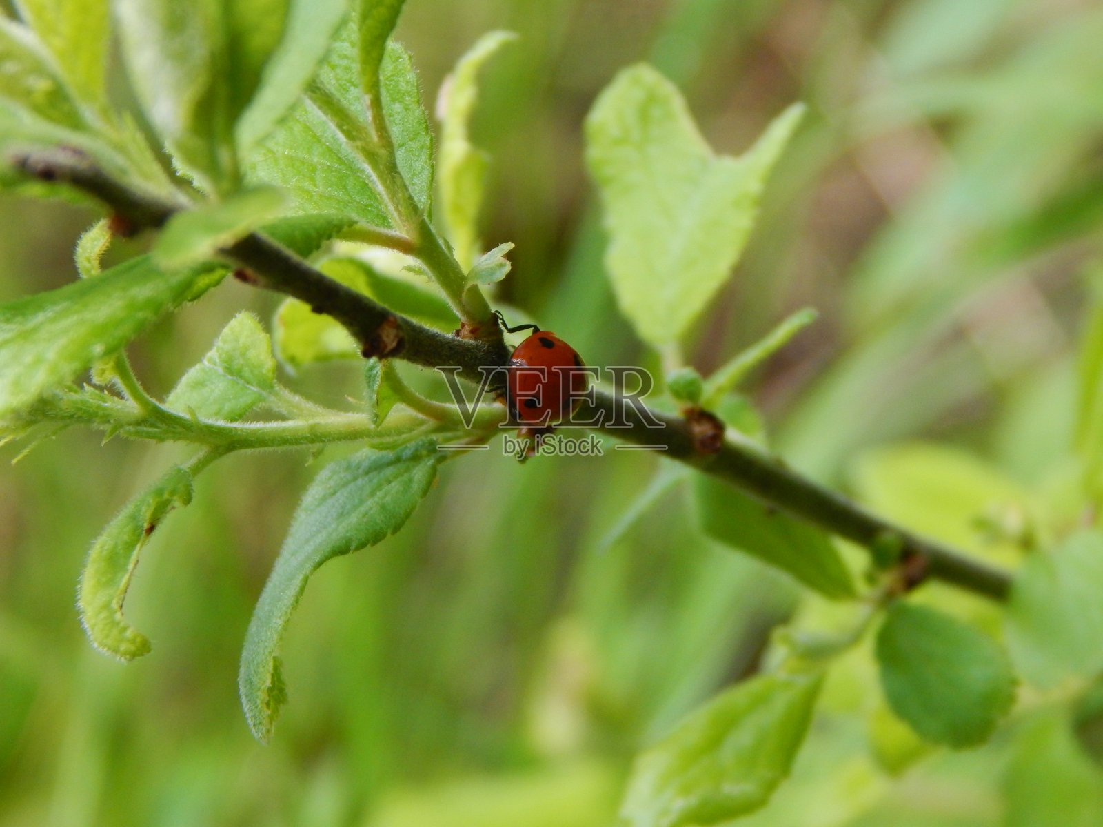 小瓢虫在树枝上照片摄影图片