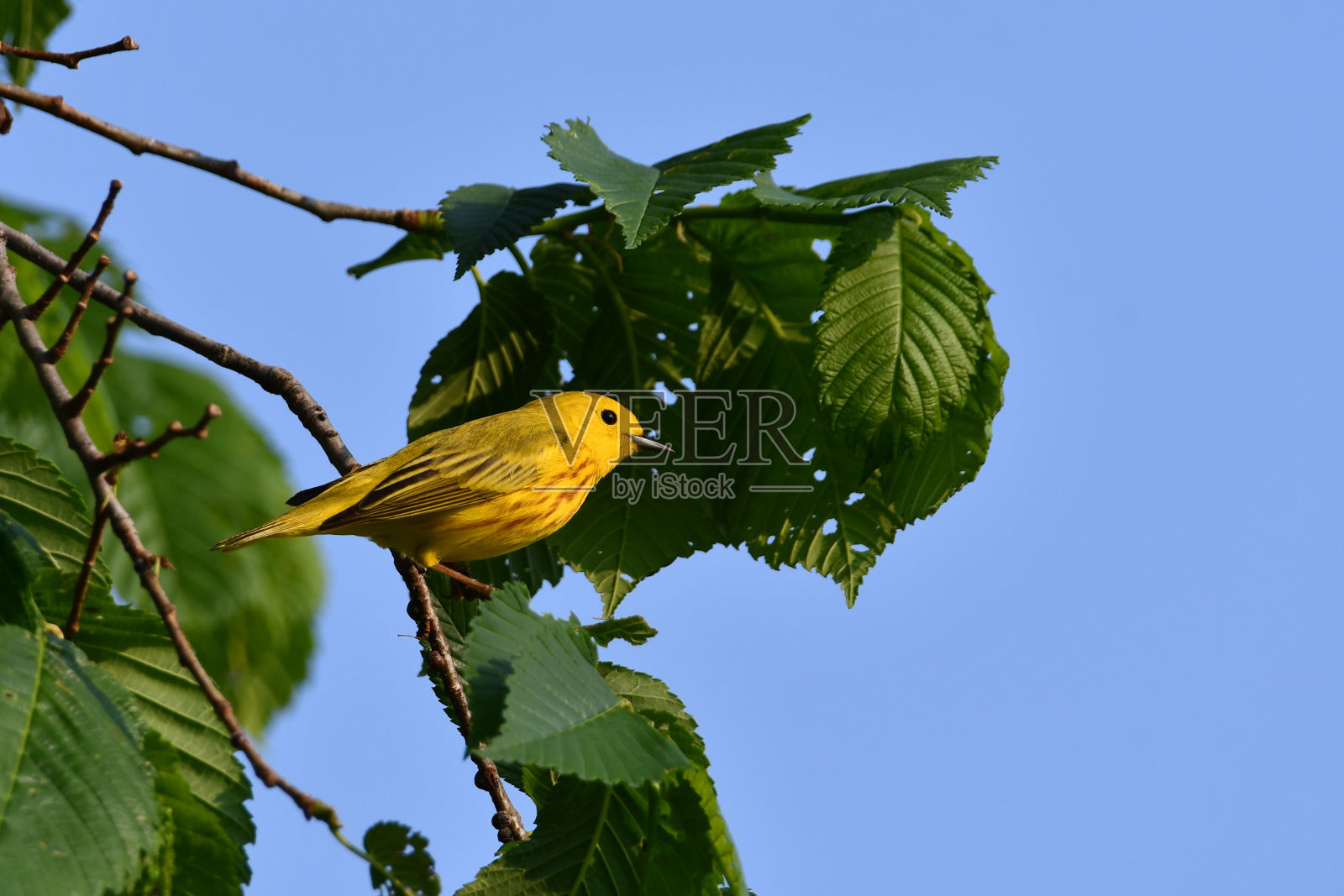 美洲黄莺照片摄影图片