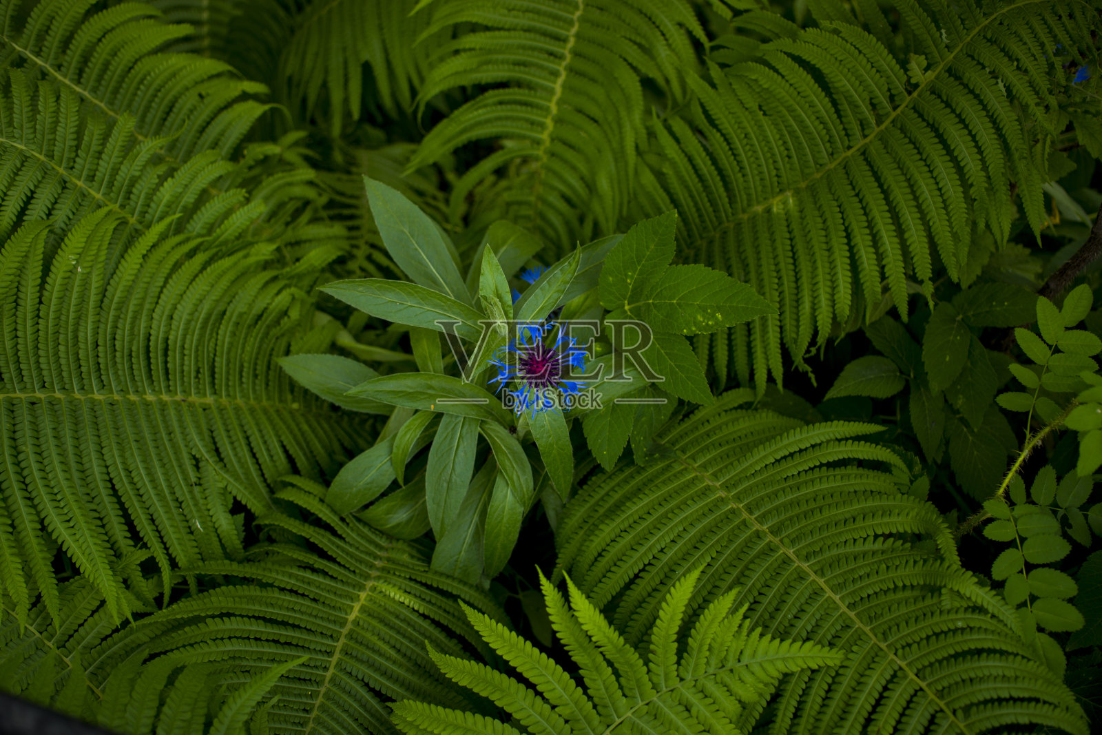 美丽的蓝色矢车菊和蕨类植物映衬在花园里的绿草上照片摄影图片